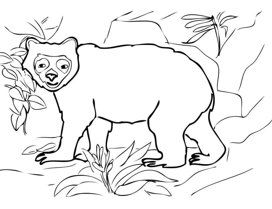 Free Spectacled Bear