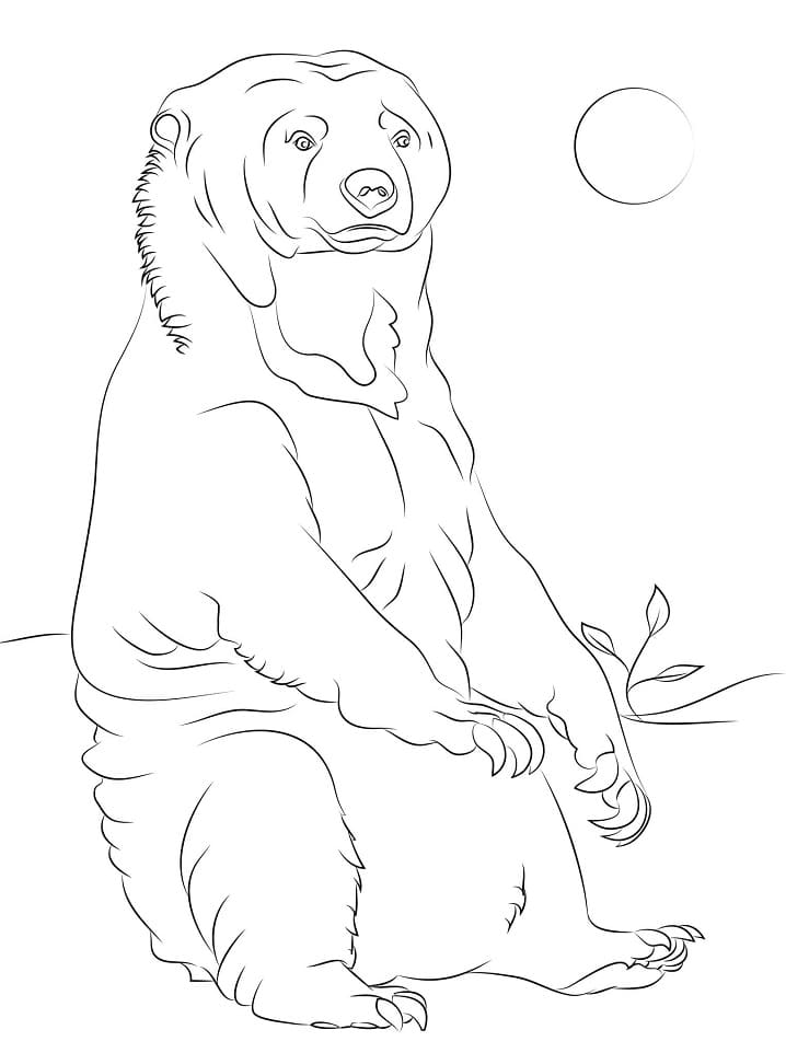 Free Sun Bear Coloring Page