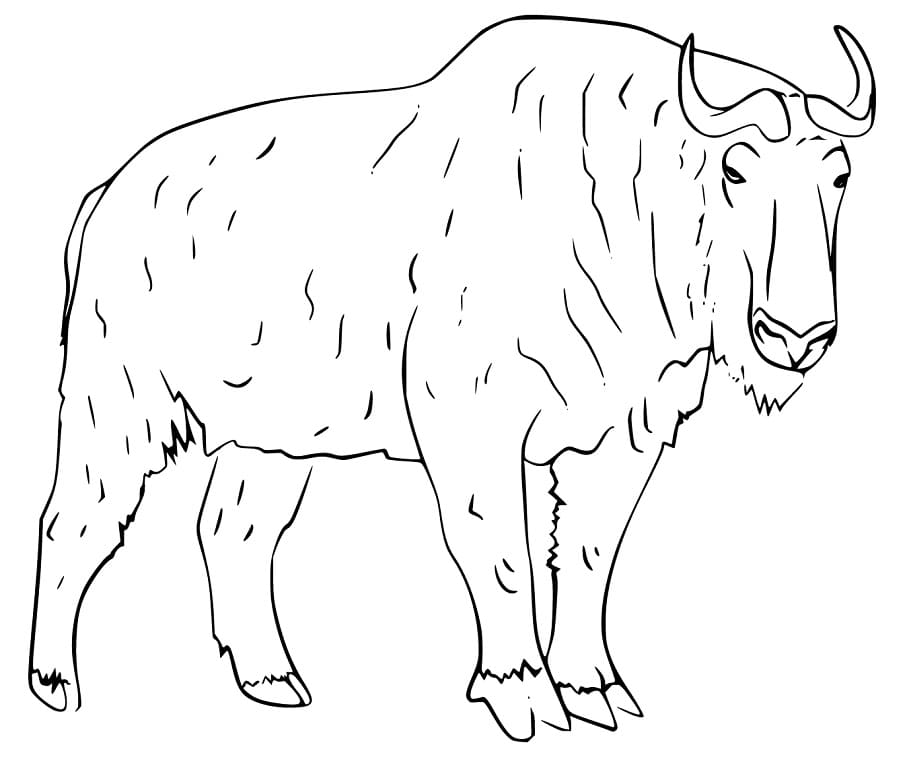 Free Takin Coloring Page