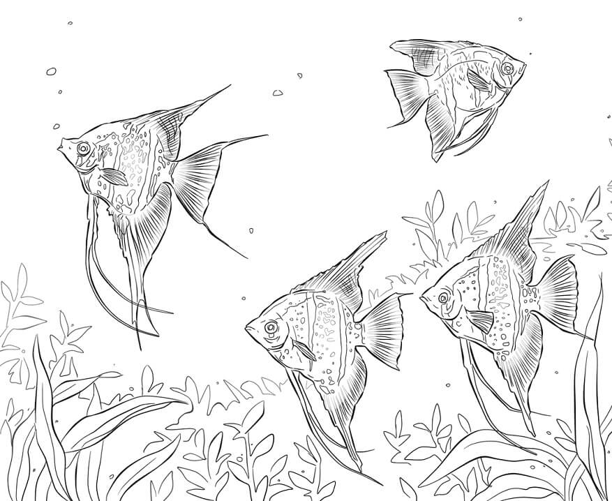 Freshwater Angelfishes Coloring Page