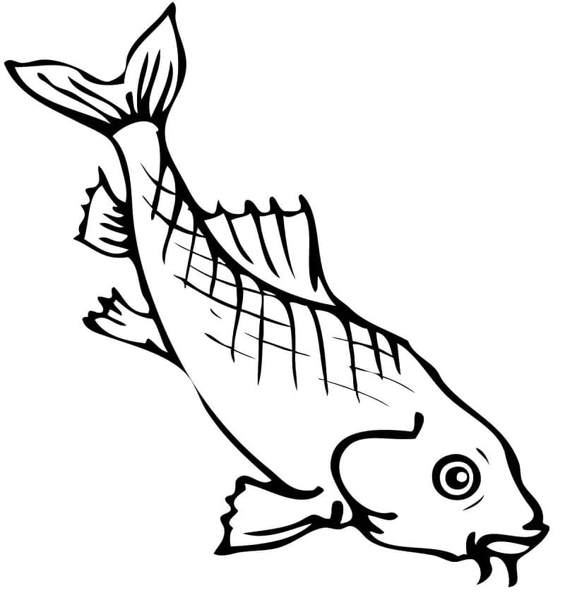 Freshwater Carp