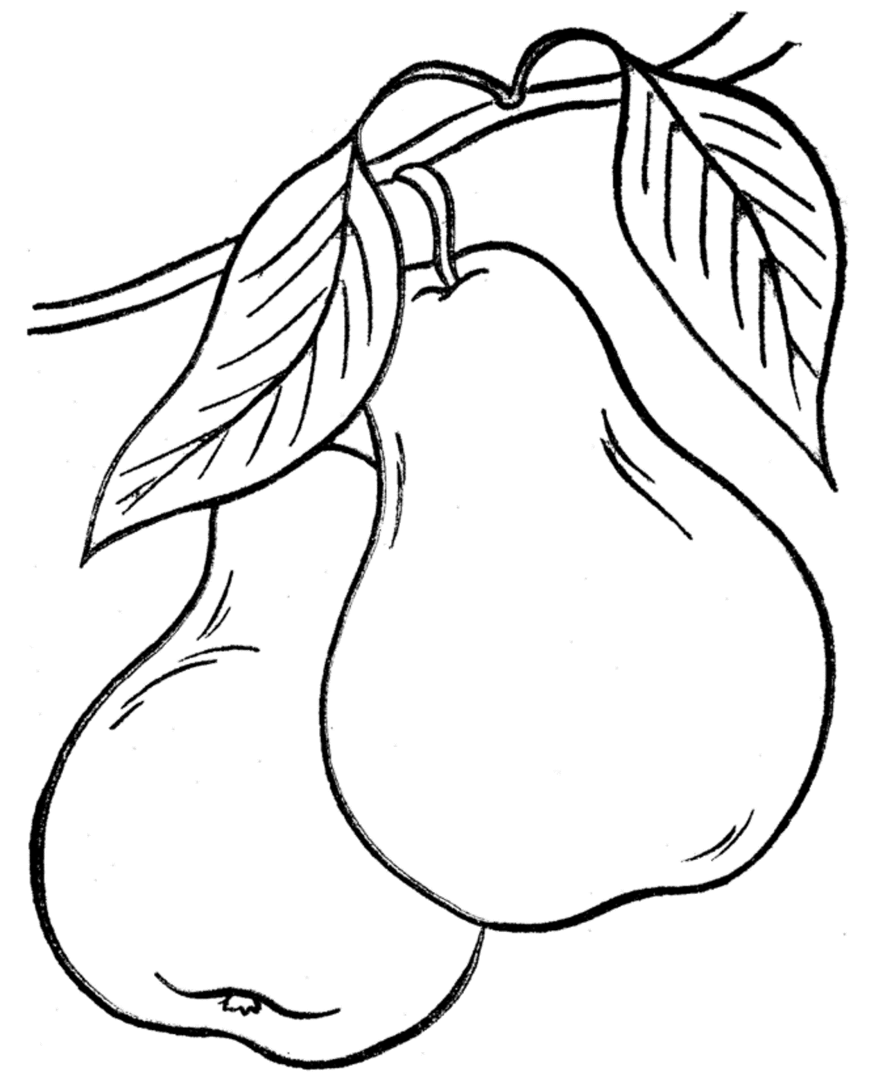 Fruit S Pears2389 Coloring Page