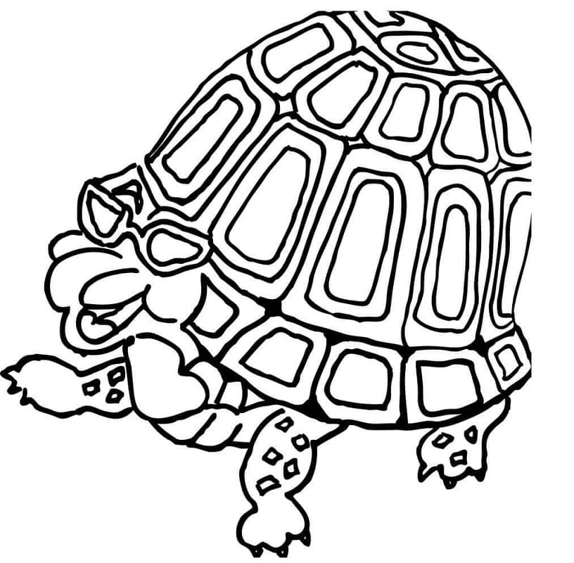 Fun Turtle