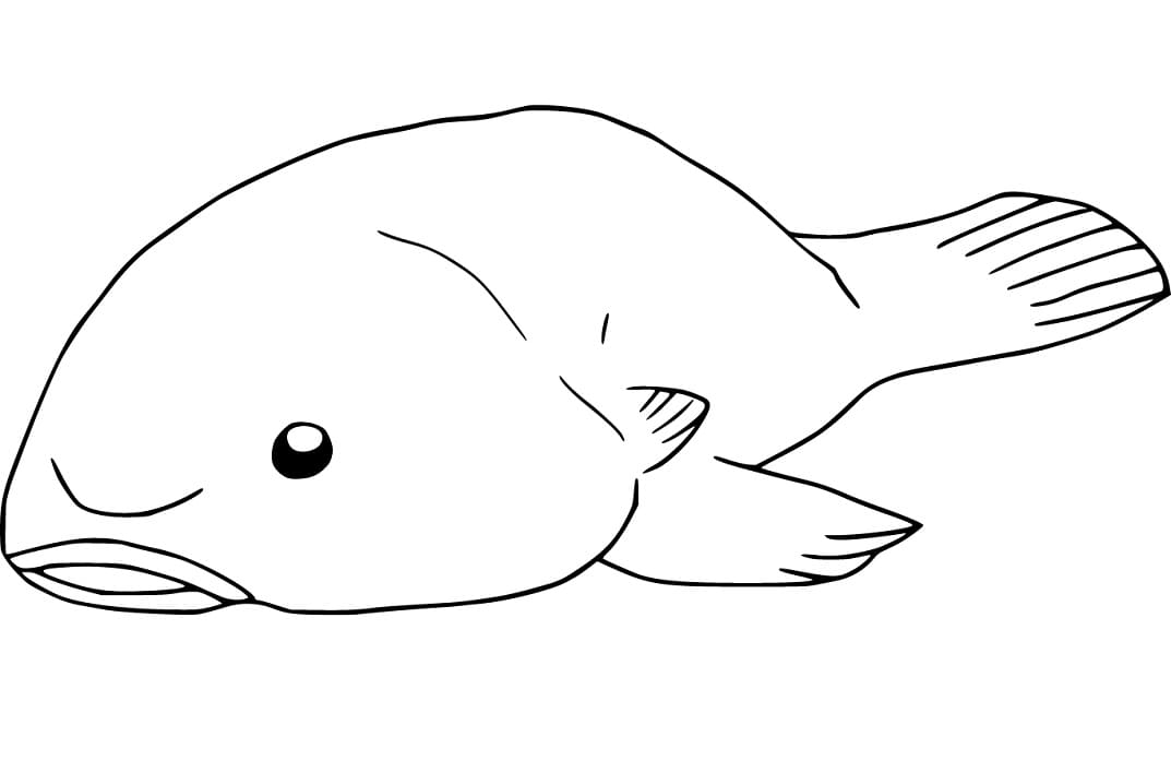 Funny Blobfish