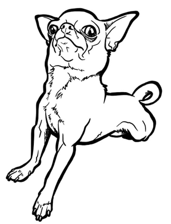 Funny Chihuahua Coloring Page