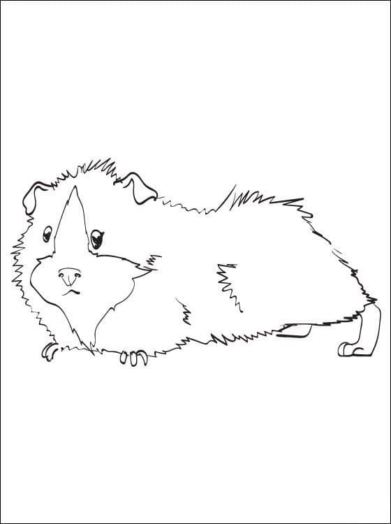 Funny Guinea Pig Coloring Page