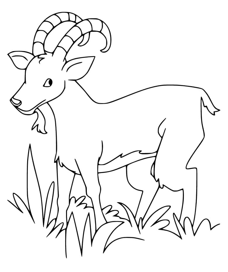 Funny Ibex Coloring Page