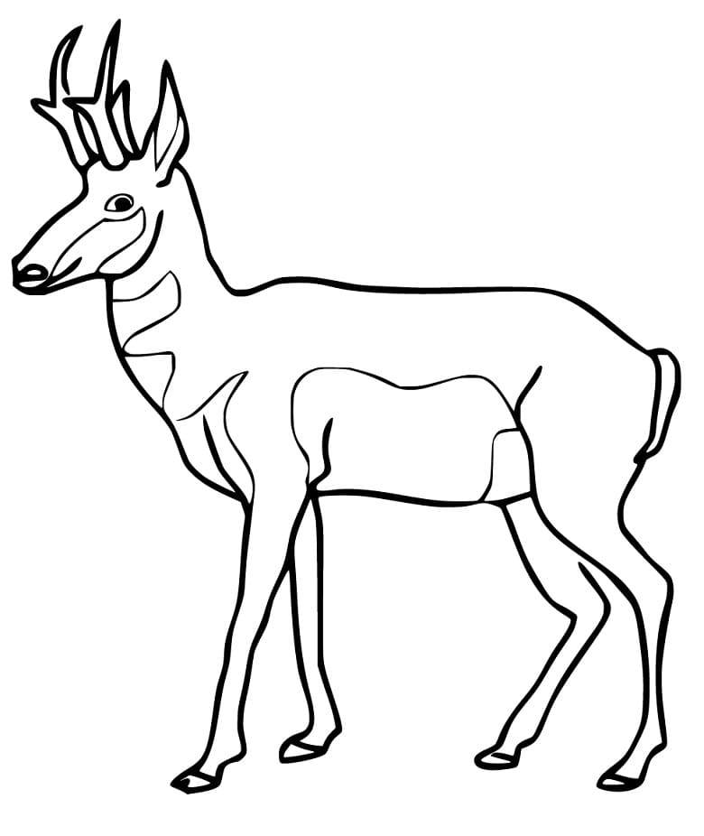 Funny Pronghorn Coloring Page