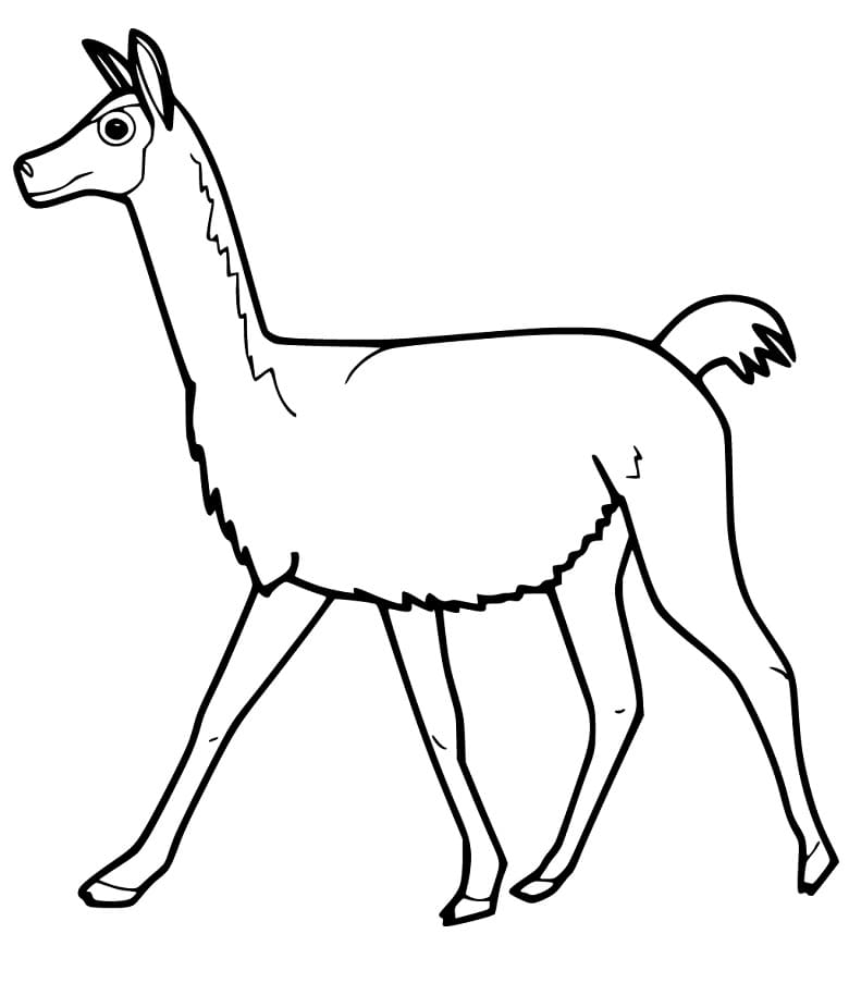 Funny Vicuna Coloring Page