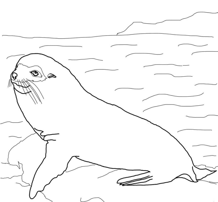 Galapagos Fur Seal Coloring Page