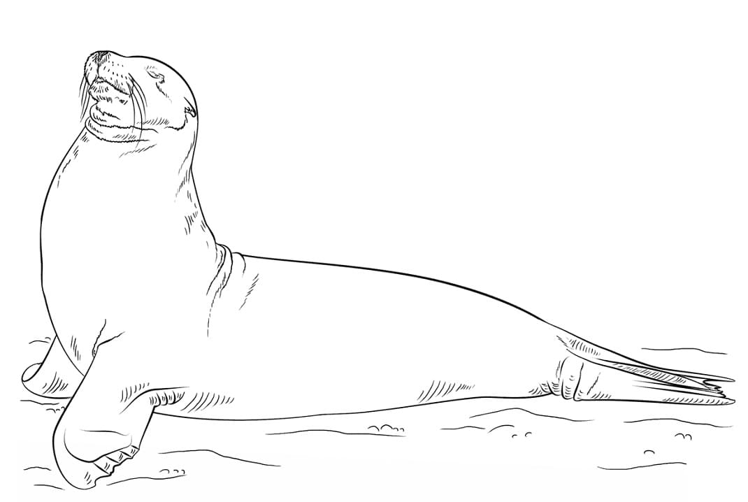 Galapagos Sea Lion Posing