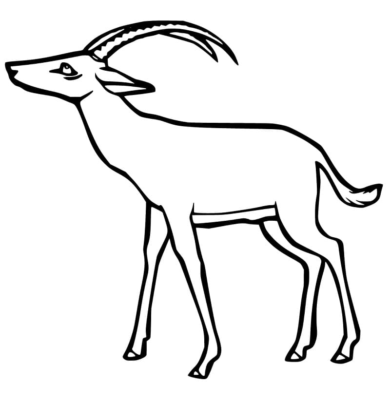Gazelle 2 Coloring Page