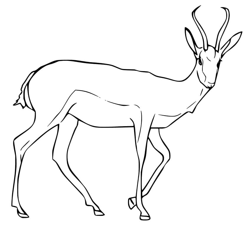 Gazelle 5 Coloring Page