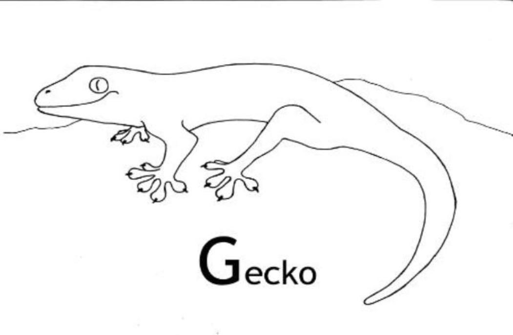 Gecko S Animal557c Coloring Page
