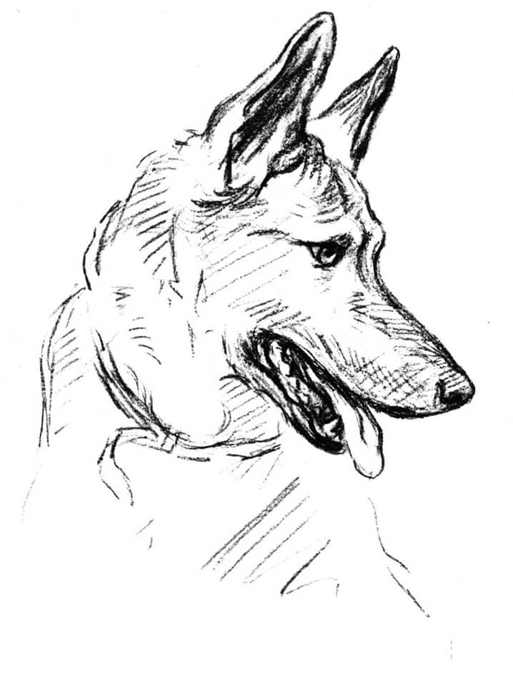 German Shepherd Dog Portrait Coloring Page