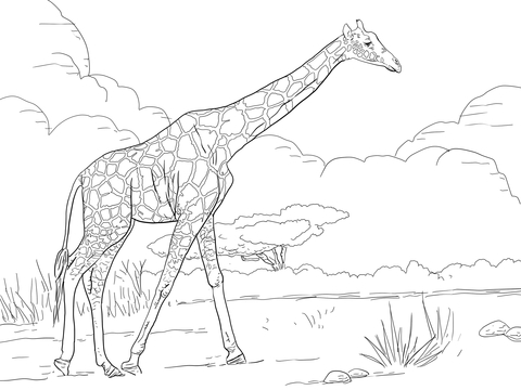 Giraffe Alone Coloring Page