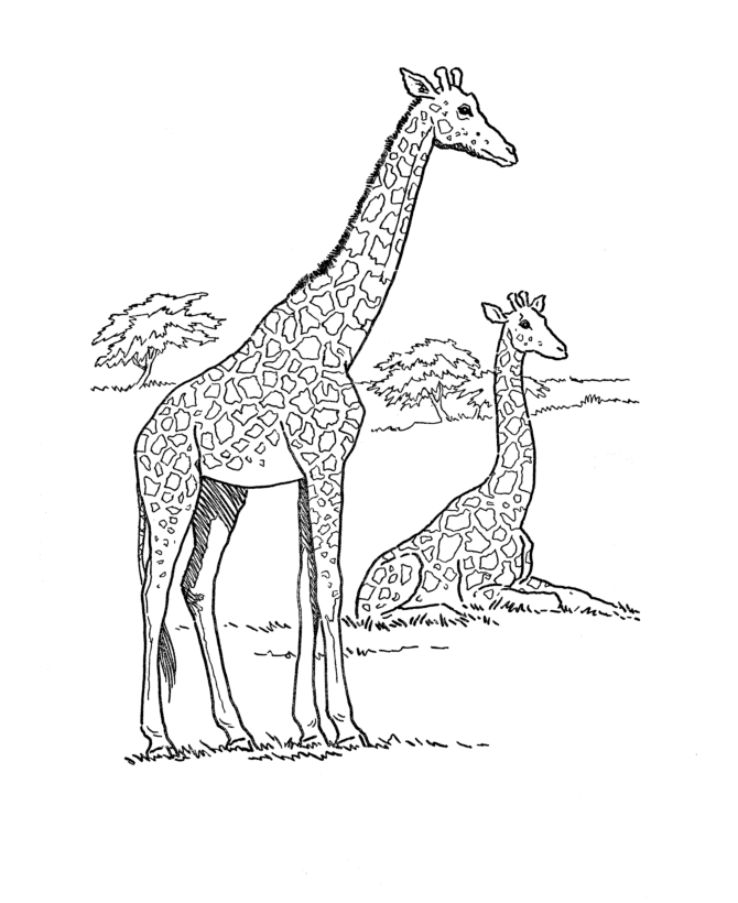 Giraffe Animal S Free9d52 Coloring Page