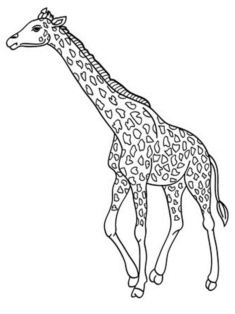 Giraffe Images