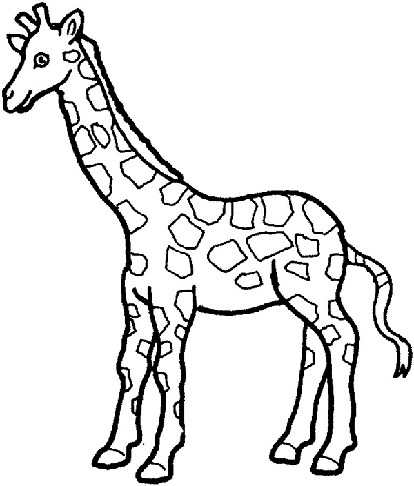 Giraffe Preschool S Zoo Animals14cd Coloring Page