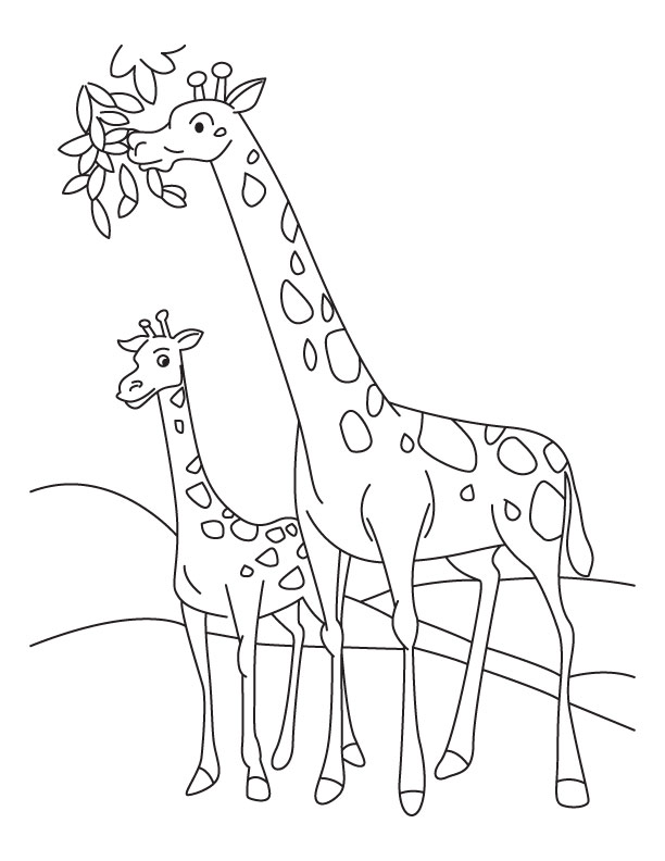 Giraffes Having Food Animal S28e5 Coloring Page