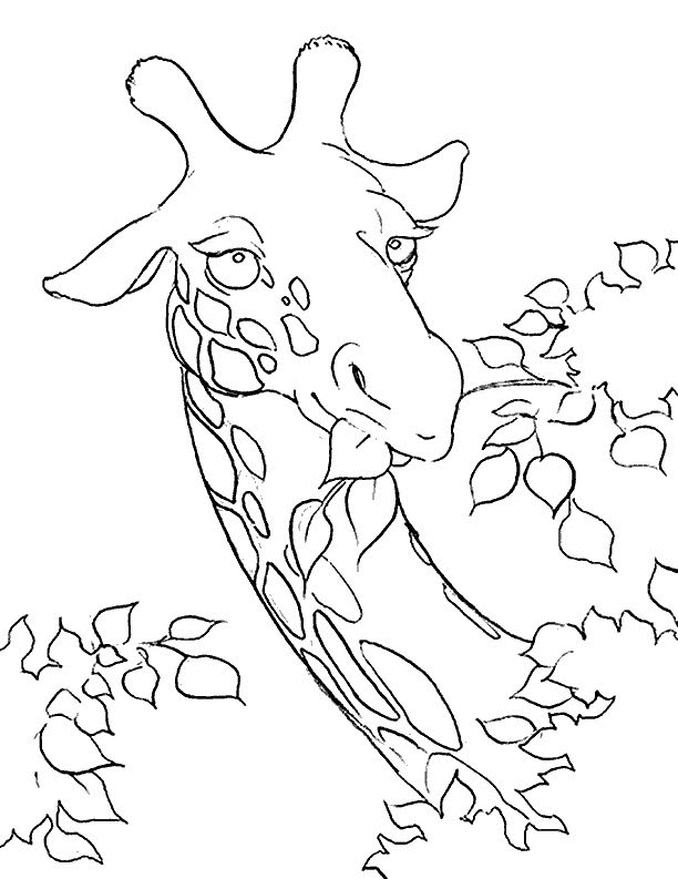Giraffes Head Animal S6271 Coloring Page