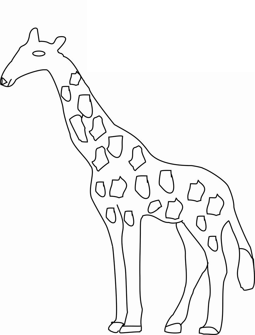 Giraffess