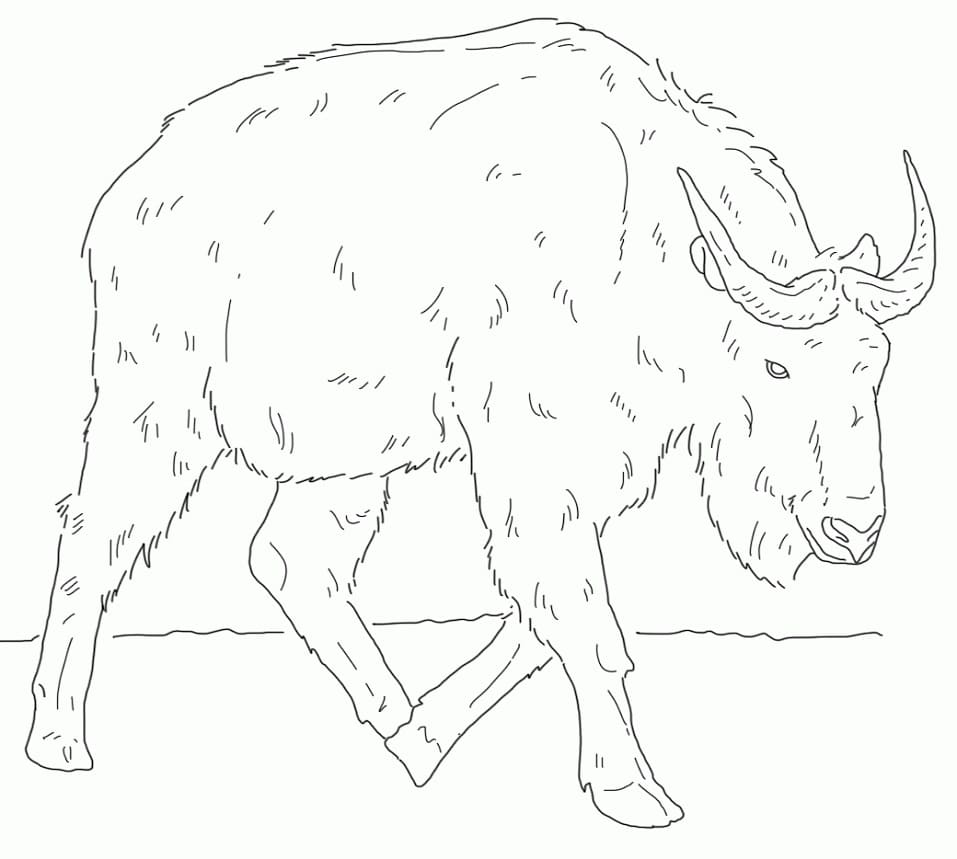 Golden Takin Coloring Page