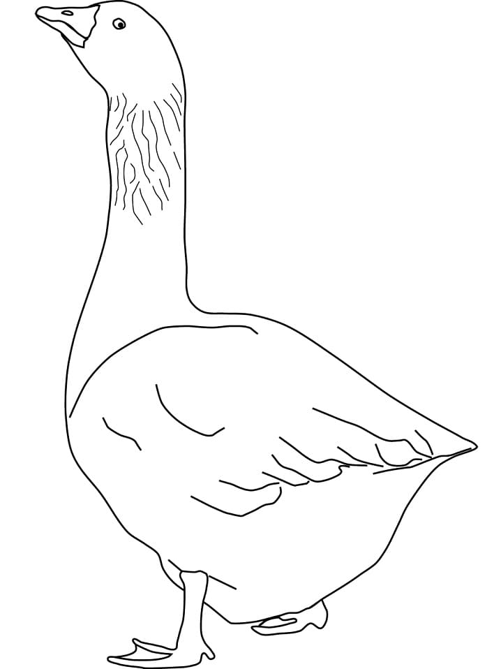 Goose 1