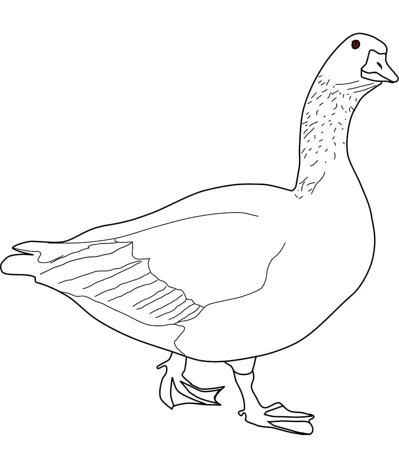 Goose 2