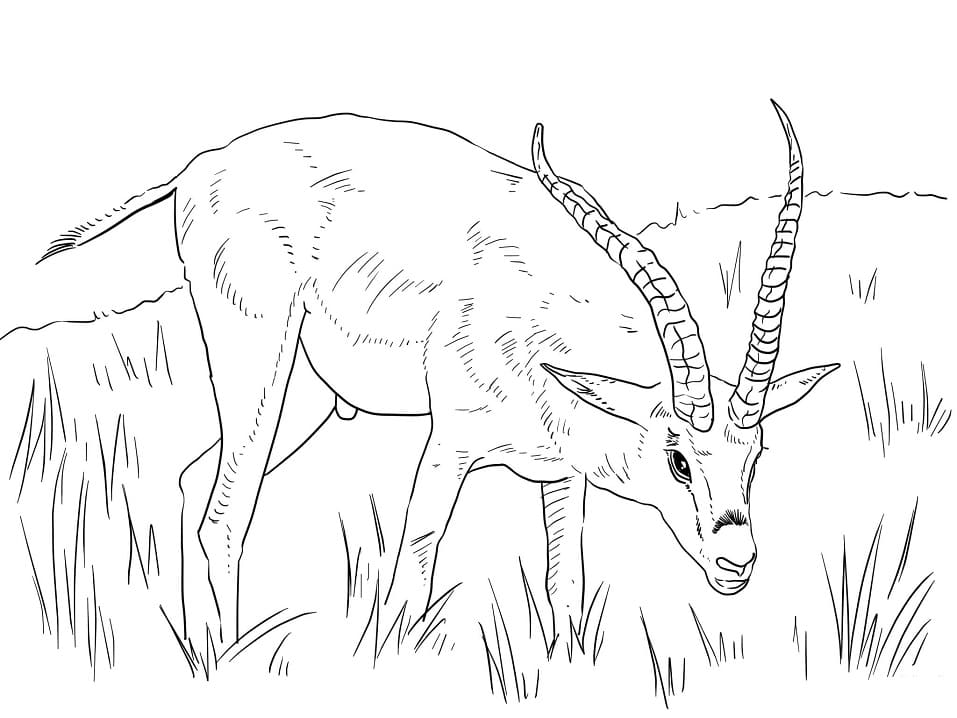Grant’s Gazelle Coloring Page