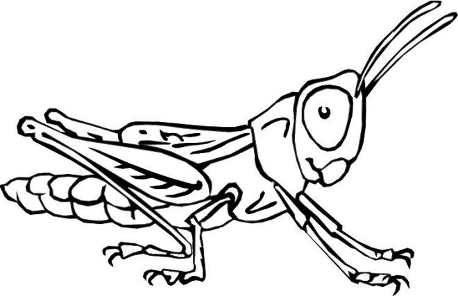 Grasshopper Insects Coloring Page