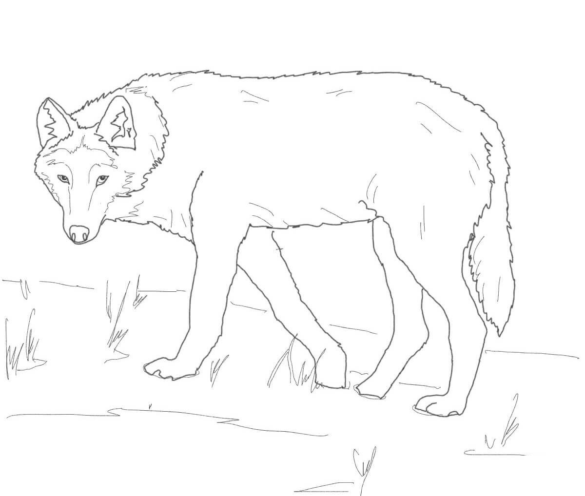 Gray Wolf On Alert Coloring Page