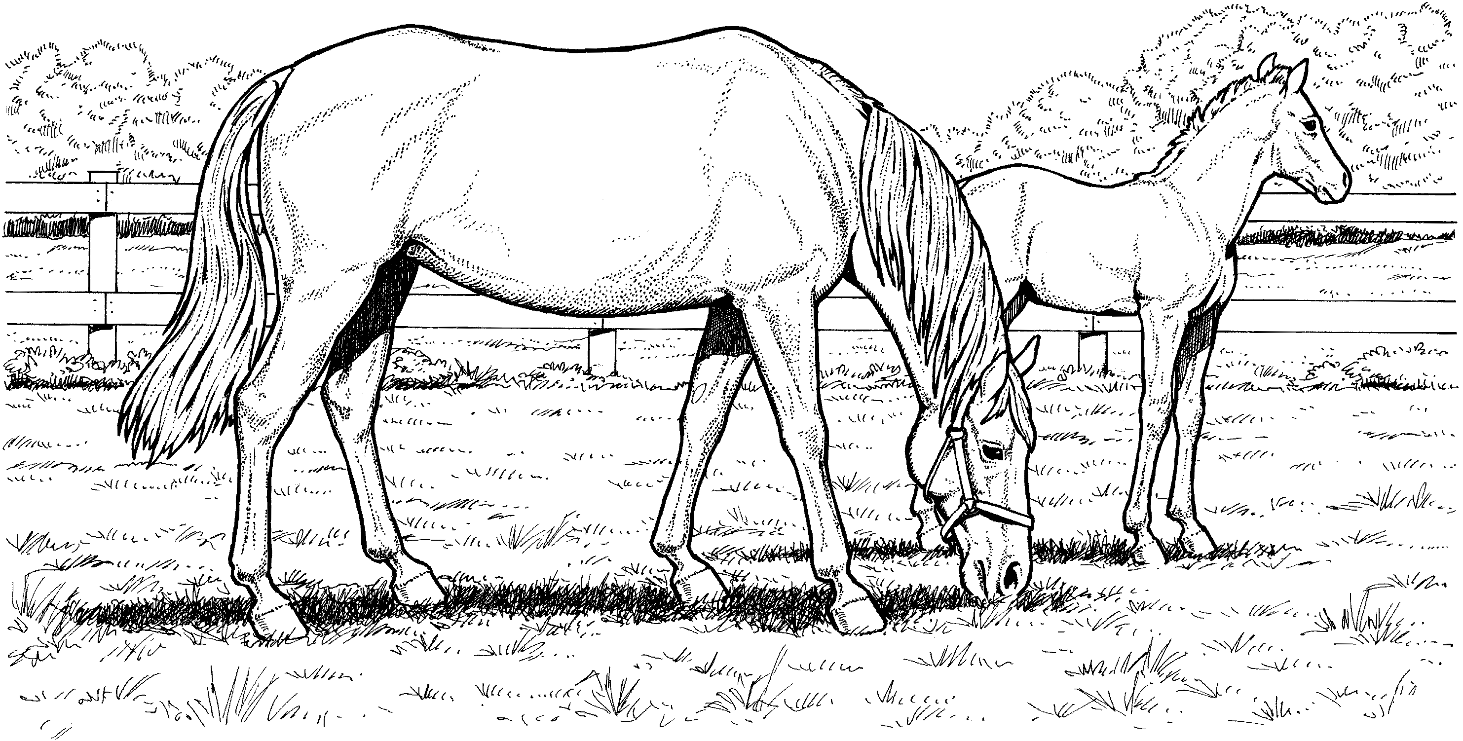 Grazzing Mare Horse And Filly Hard Adult Coloring Page