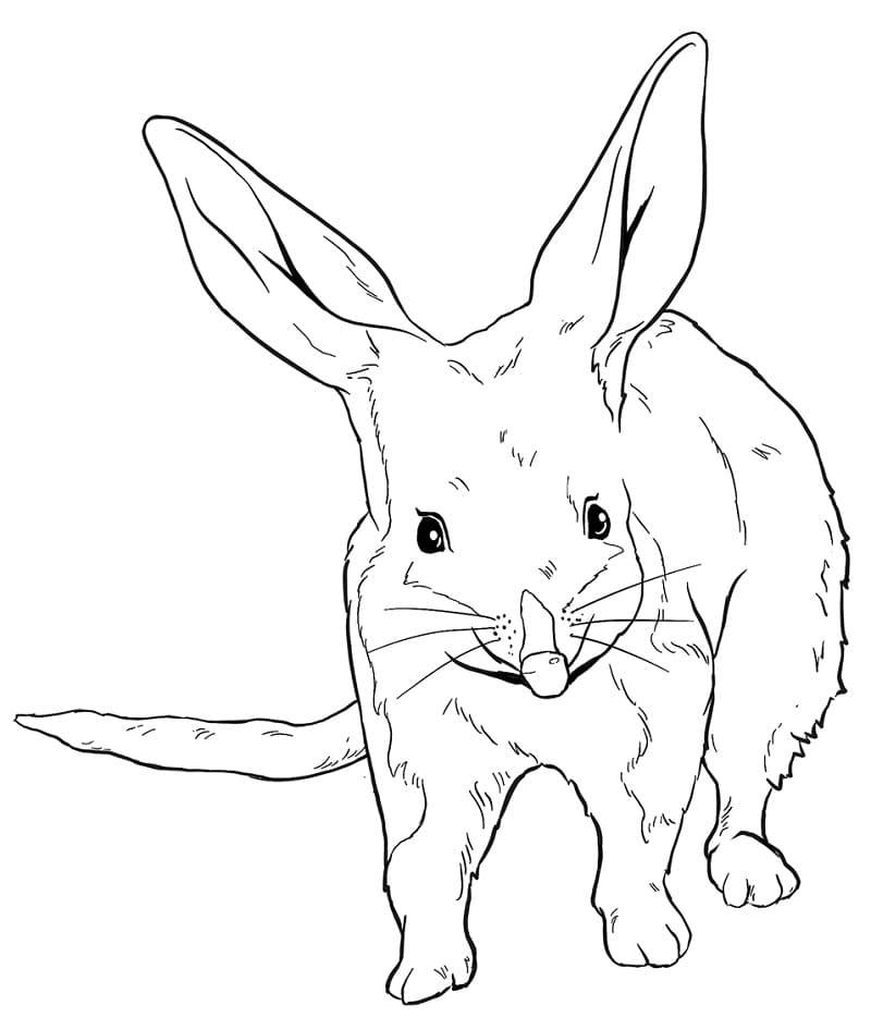 Greater Bilby 1