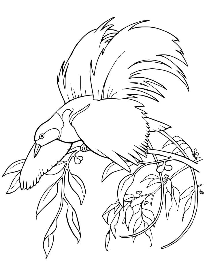 Greater Bird of Paradise Coloring Page