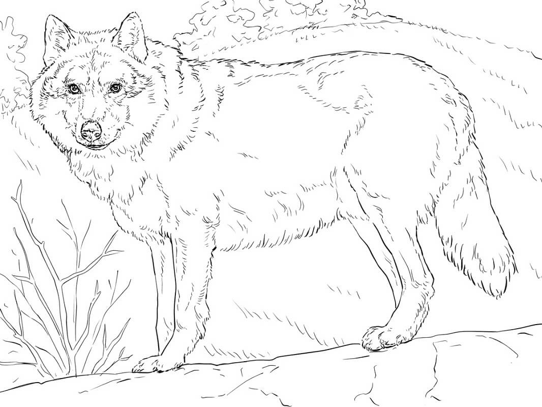 Grey Wolf Coloring Page