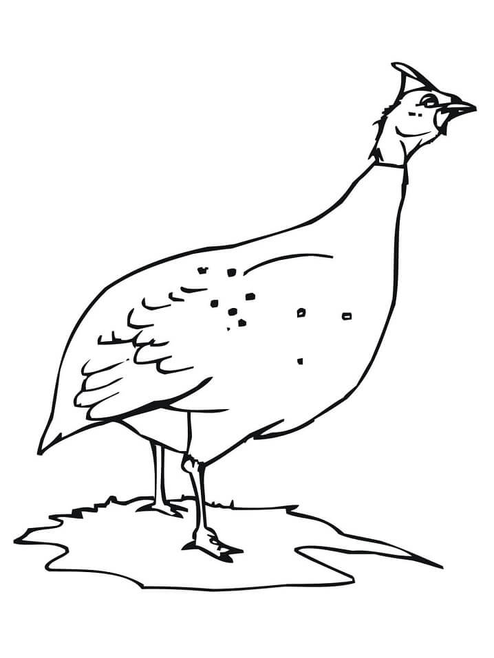 Guinea Fowl or Hen