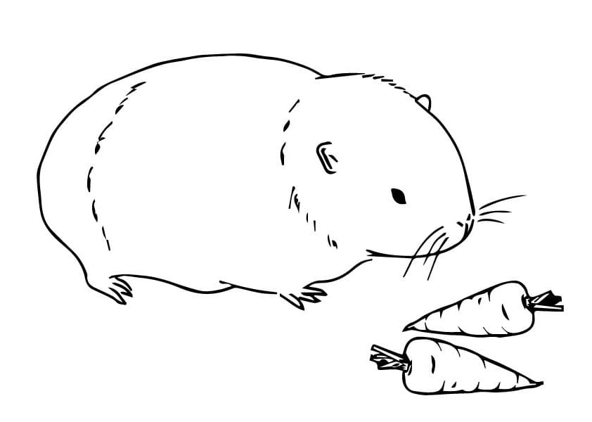 Guinea Pig and Carrots Coloring Page