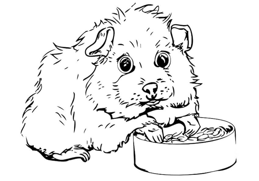 Guinea Pig Eating Coloring Page