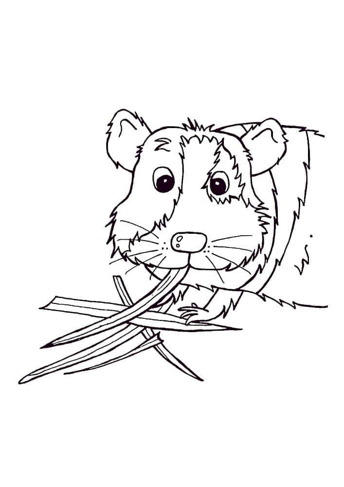 Guinea Pig is Eating Coloring Page