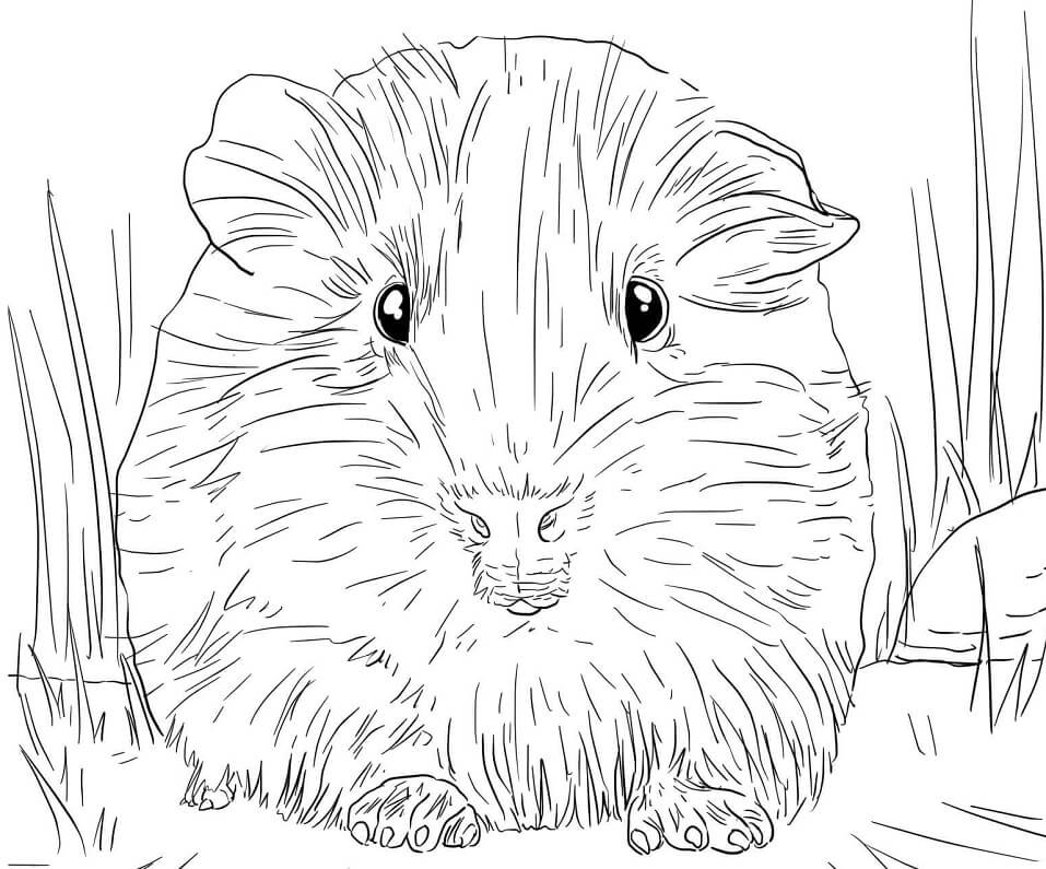 Guinea Pig Portrait Coloring Page