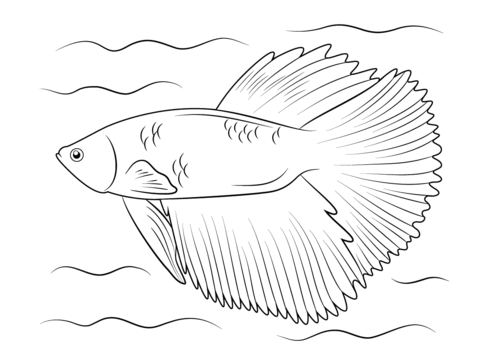 Halfmoon Betta Fish Coloring Page