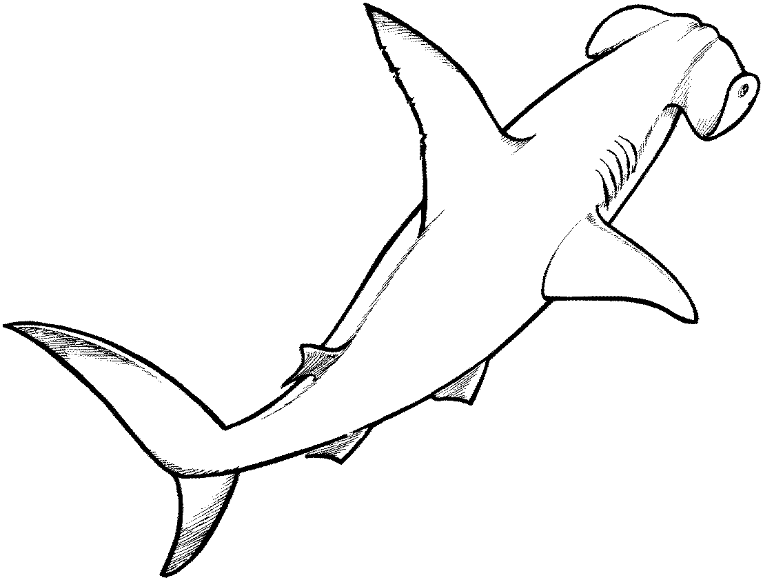 Hammerhead Shark 0