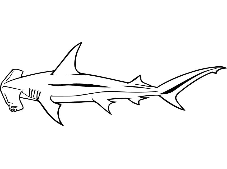 Hammerhead Shark 4
