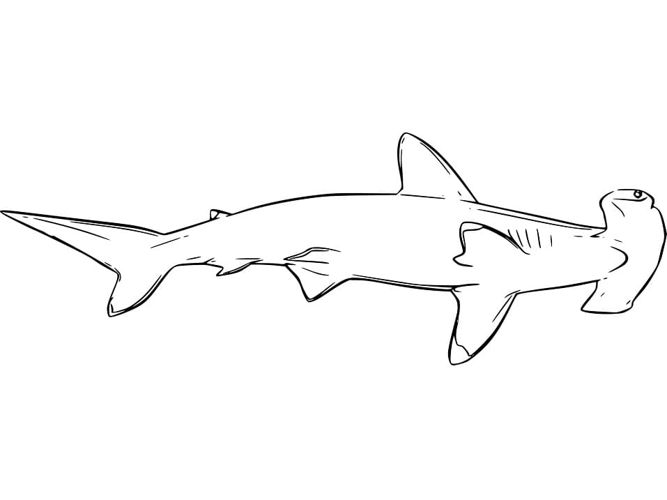 Hammerhead Shark 6