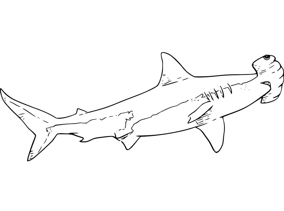 Hammerhead Shark 7