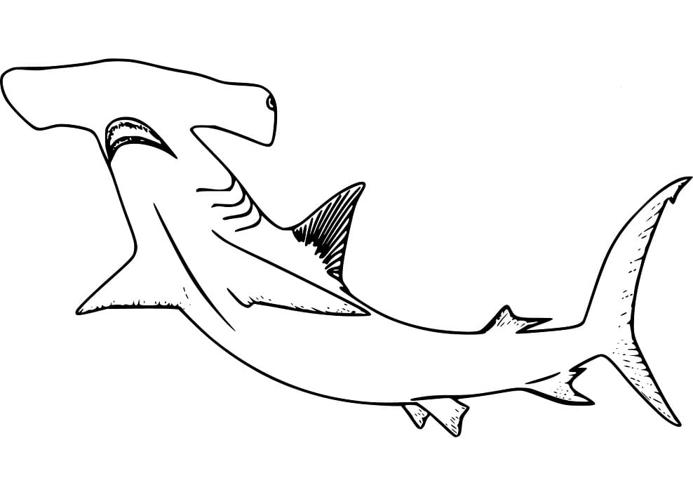 Hammerhead Shark 8