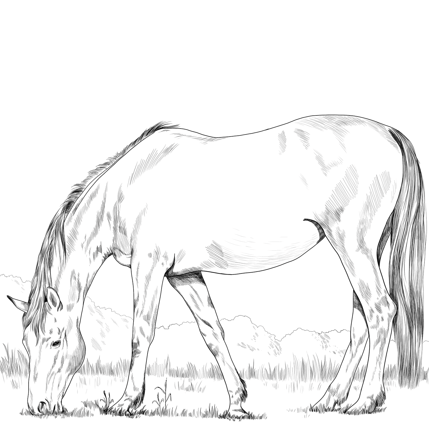 Hanoverian Horse Coloring Page