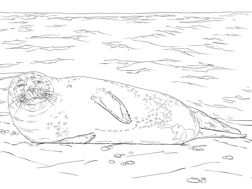 Harbor Seal Coloring Page