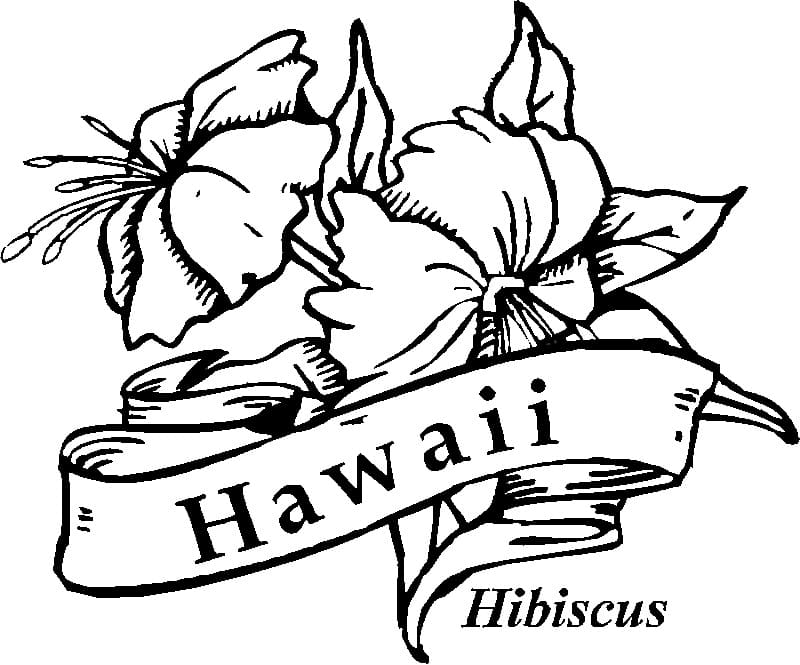 Hawaii Hibiscus